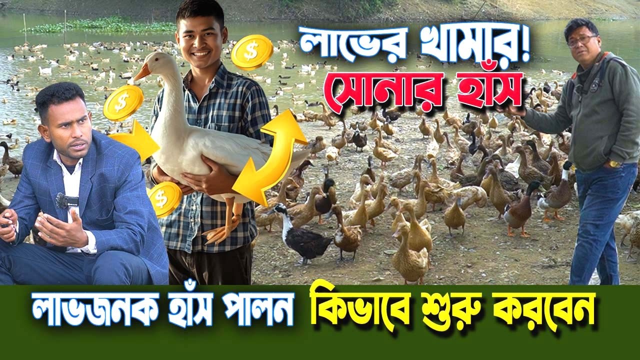 একেকটা হাঁস যেন সোনার খনি! লাভজনক হাঁস পালন কিভাবে শুরু করবেন সম্পূর্ণ গাইড