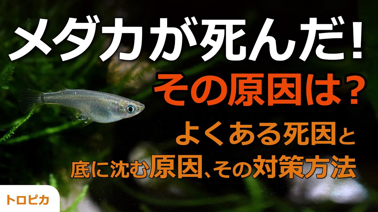 メダカが死んだ！よくある死因と底に沈む原因、その対策・方法を解説します