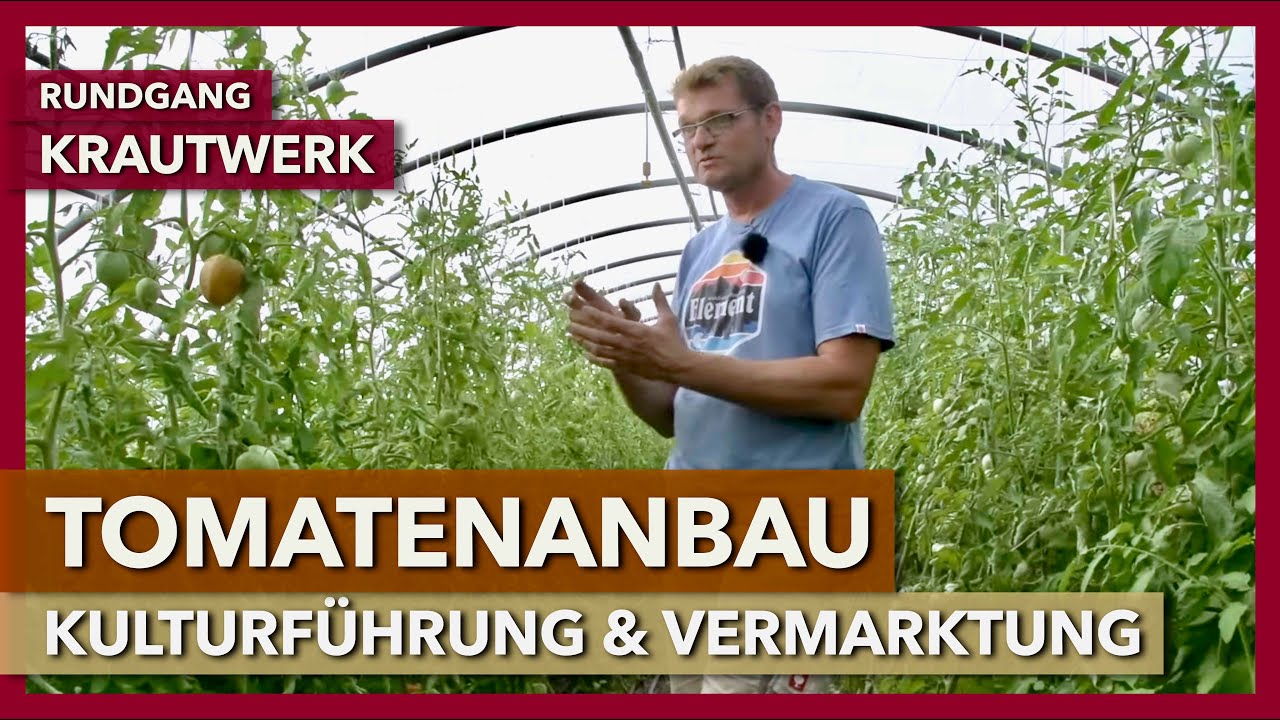 Tomatenanbau im Gewächshaus - Kulturführung, Tunnelausstattung, Vermarktung | Krautwerk | Rundgang 5