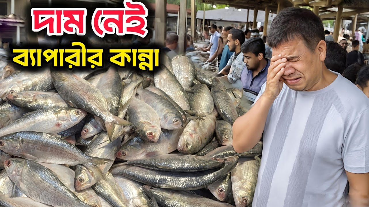 হঠাৎ ডাউন ইলিশের দাম, চিপায় পড়েছে বেপারী। আজকের মাওয়া ঘাটের ইলিশ।  ilish price in Bangladesh. 