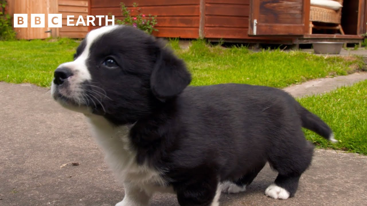 Baby Corgis Learn to Play-Fight | Wonderful World of Puppies | BBC Earth Kids