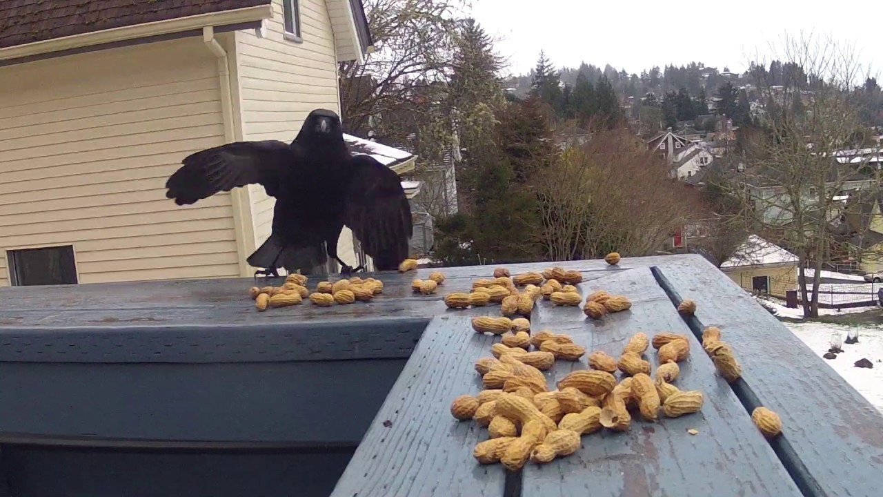 2019feb10 bird feeding with crows