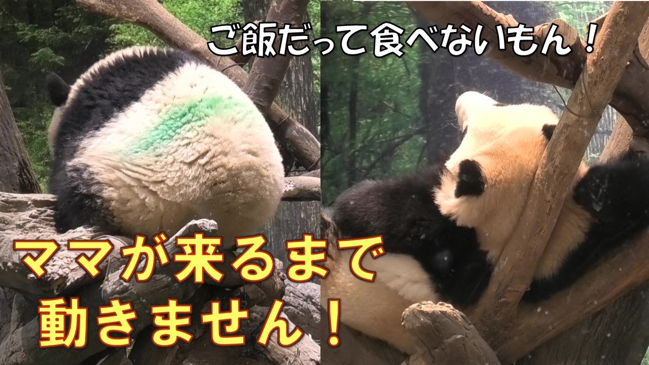 3/11双子パンダ部屋で籠城＆ハンガーストライキ！ママが来るまで動きません！giantpanda @tokyo 上野動物園