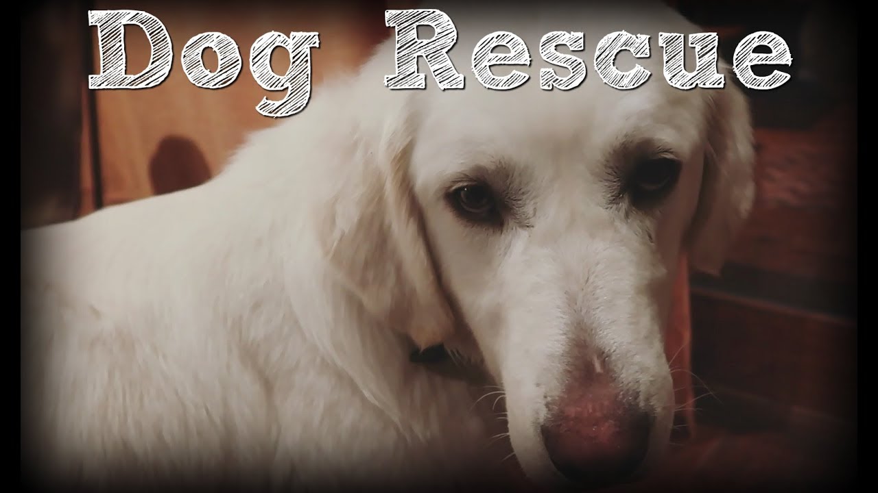 Akbash Dog Rescue: Starving, Near Death - Rescued and Adopted