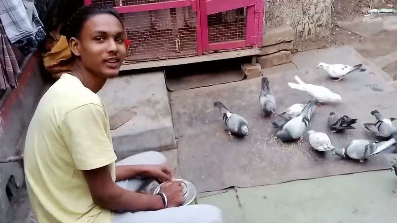 Naya kabutar 🕊️🕊️