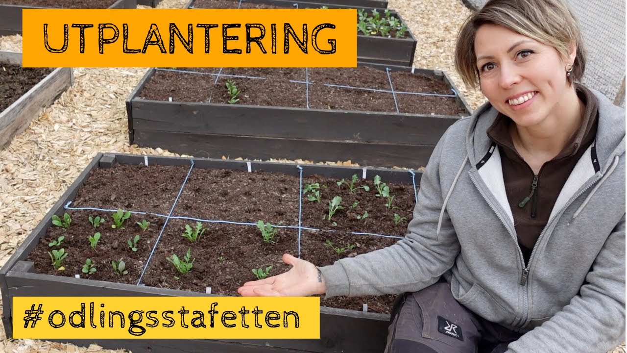 Utplantering och nysådd i ODLINGSSTAFETTEN - nu har pluggarna vuxit till sig och jag stödsår