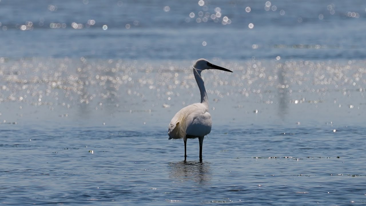 Little Egrets - Leigh on Sea, Essex UK - Egretta garzetta