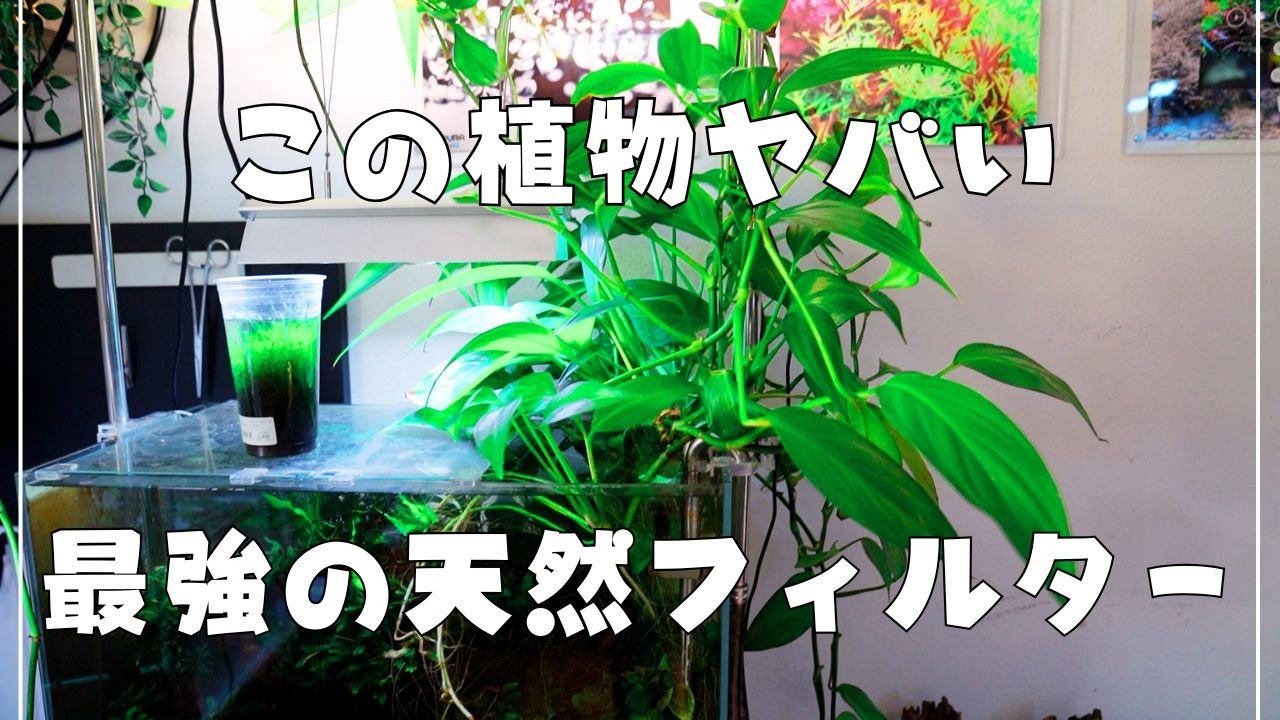 【60cm水槽】光・肥料・CO2ほぼ不要。最強クラスの“天然フィルター”ヤマサキカズラ徹底解説放置【アクアリウム】水草レイアウト 陰性水草 ブセファランドラ アヌビアスナナ