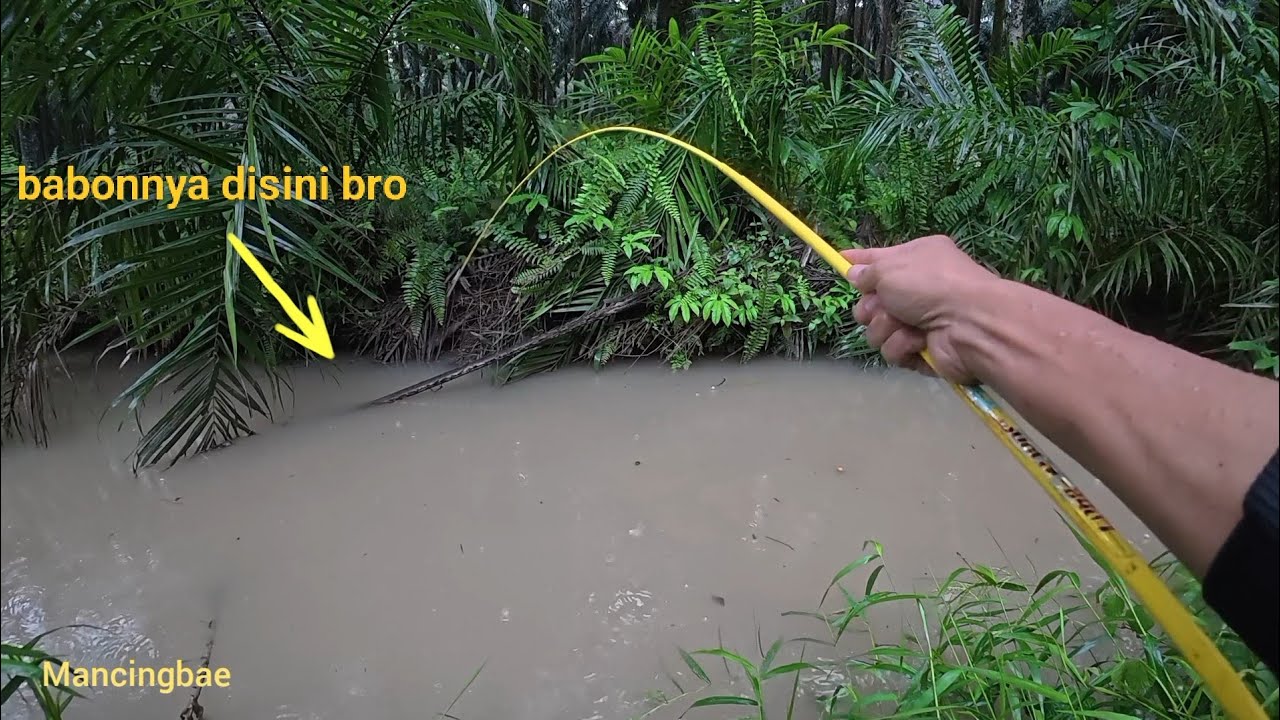 TURUN HUJAN LEBAT Alhamdulillah masih gacor