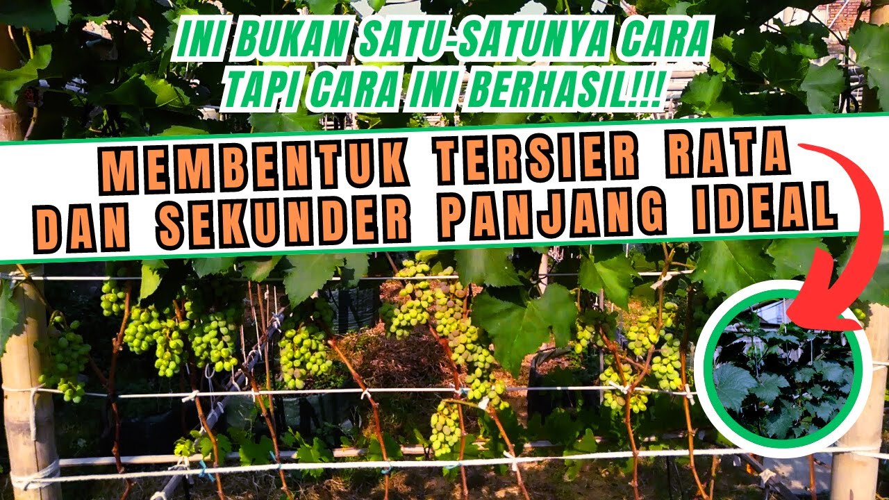 BERAPA PANJANG IDEAL CABANG SEKUNDER POHON ANGGUR DAN BAGAIMANA MEMBENTUK CABANG TERSIER AGAR RATA?