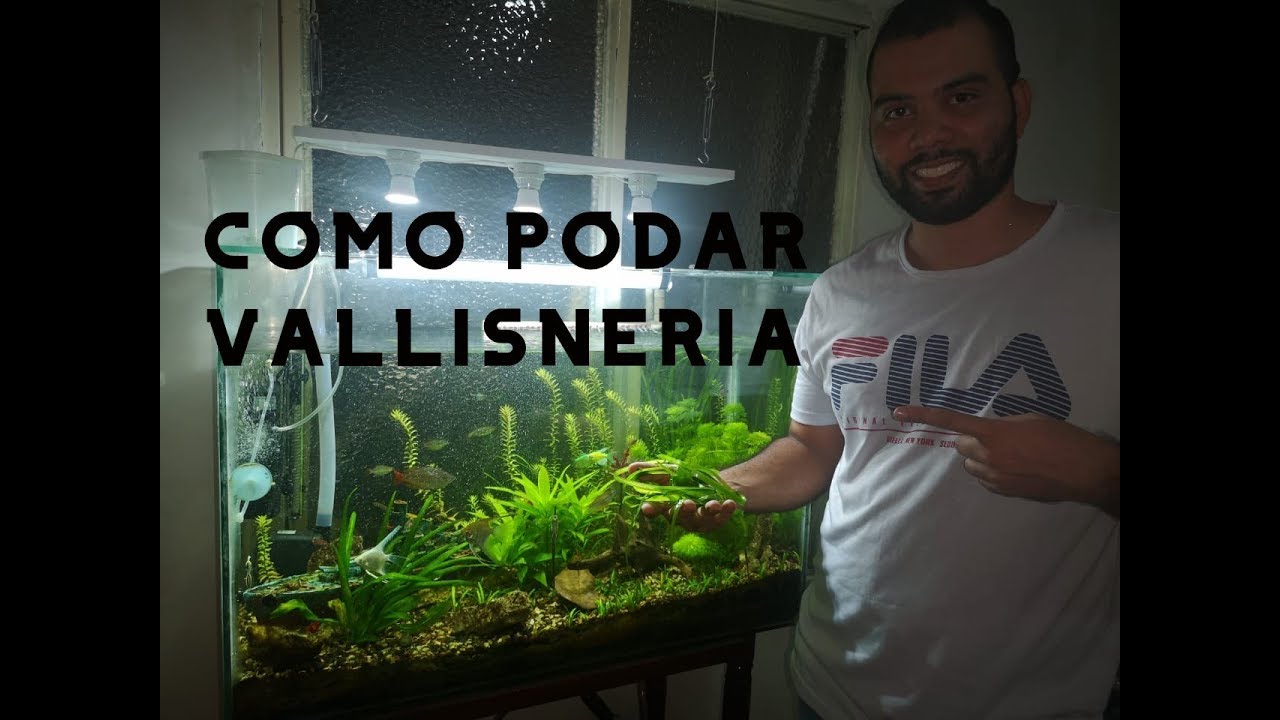 Como podar la vallisneria