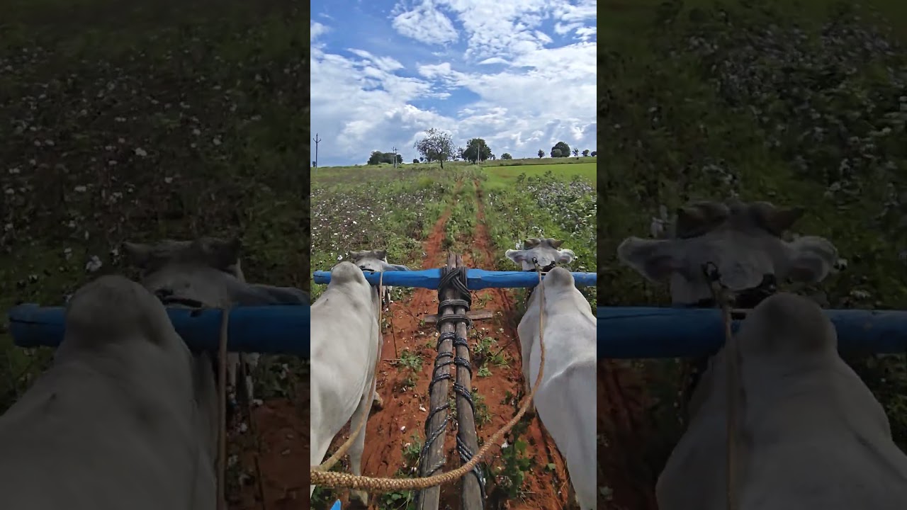 #telugusongs #folksong #vandemataramsrinivas #farming #vlog #viral #bull 🎵🥰