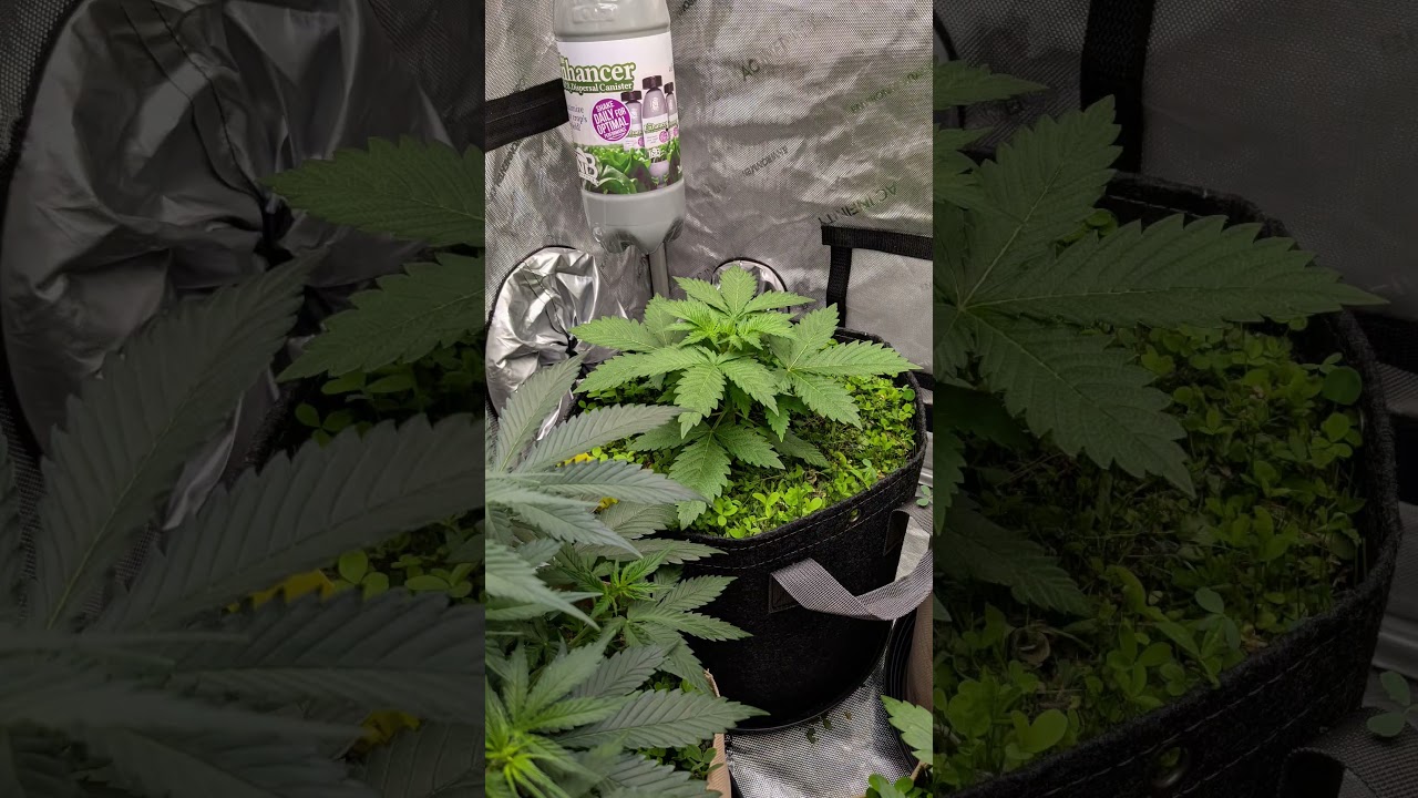 #coupleofplants #livingsoil #2nd Run #420fastbuds