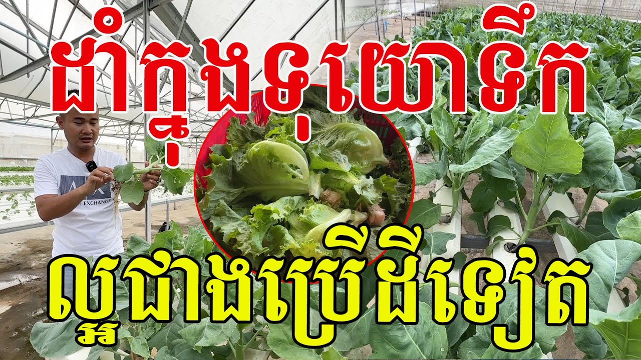 ដាំក្នុងទុយោទឹក បន្លែល្អជាងប្រើដីទៀត ពិតជាពិសេសមែន