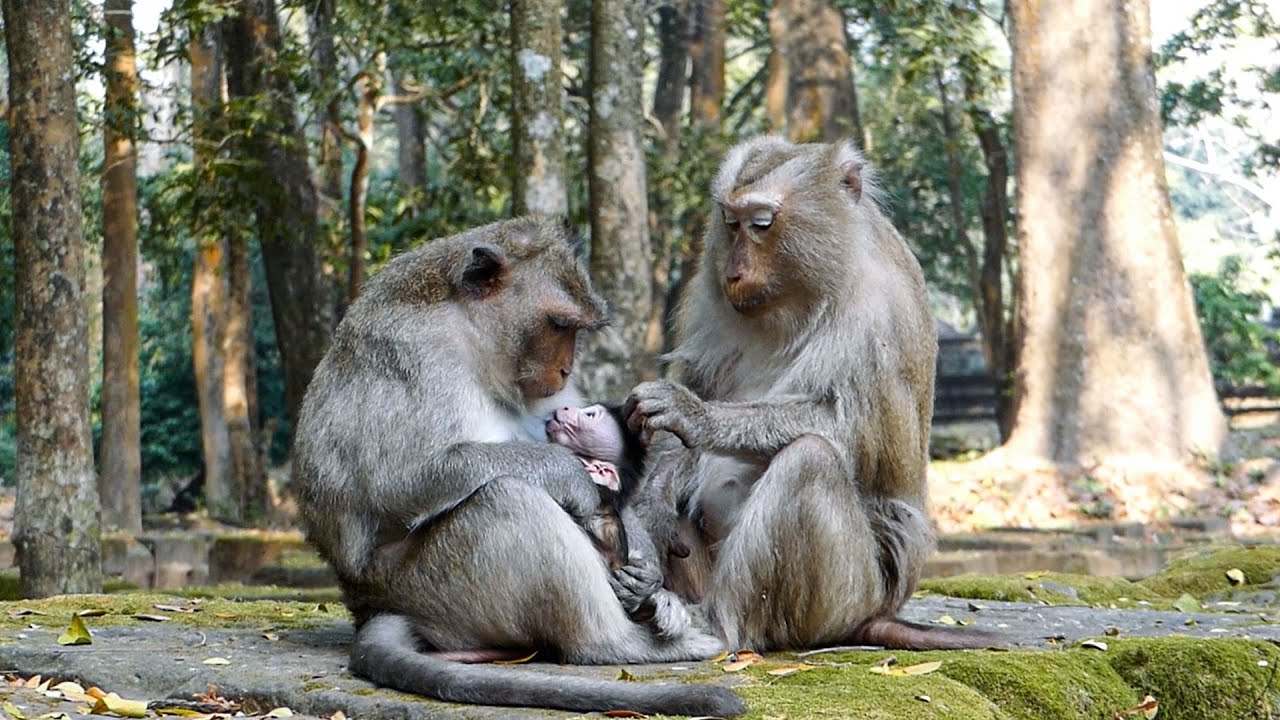 Peaceful wild scenes | A calm wild monkeys relaxing in the forest | Nature vibe & soundless