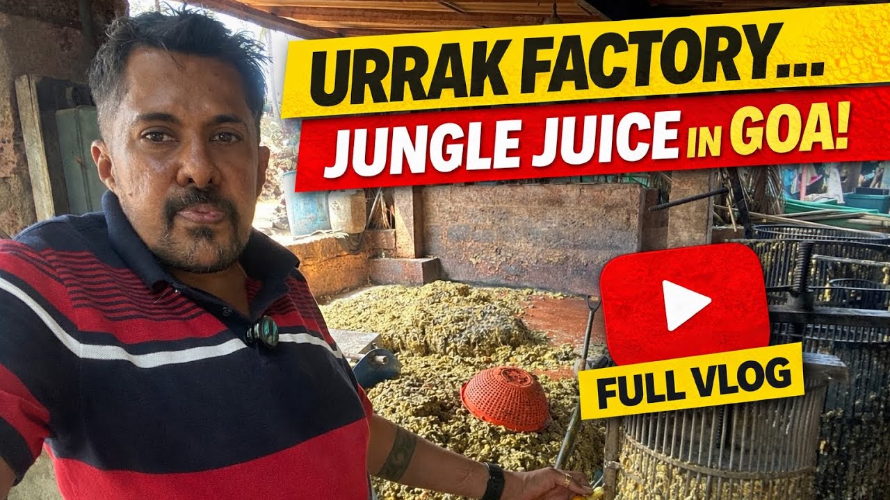 “Inside Goa’s URRAK Factory 🍹 | Jungle Juice of Goa | Full Vlog”❤️🔥 #konkonivlog 