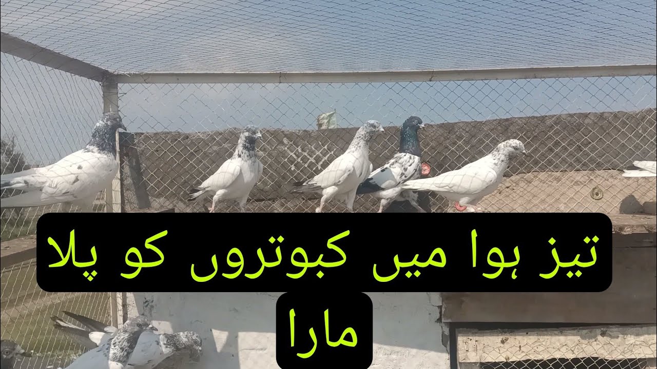 تیز ہوا میں کبوتروں کو پلا مارا 😜