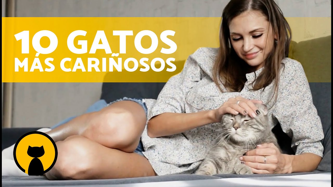 10 RAZAS de GATOS más CARIÑOSOS 🐱❤️ ¡Descúbrelos!