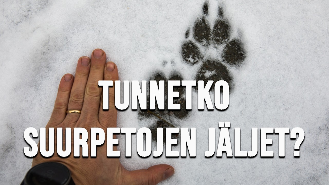 TUNNISTATKO SUURPETOJEN JÄLJET? Ilves ja susi.