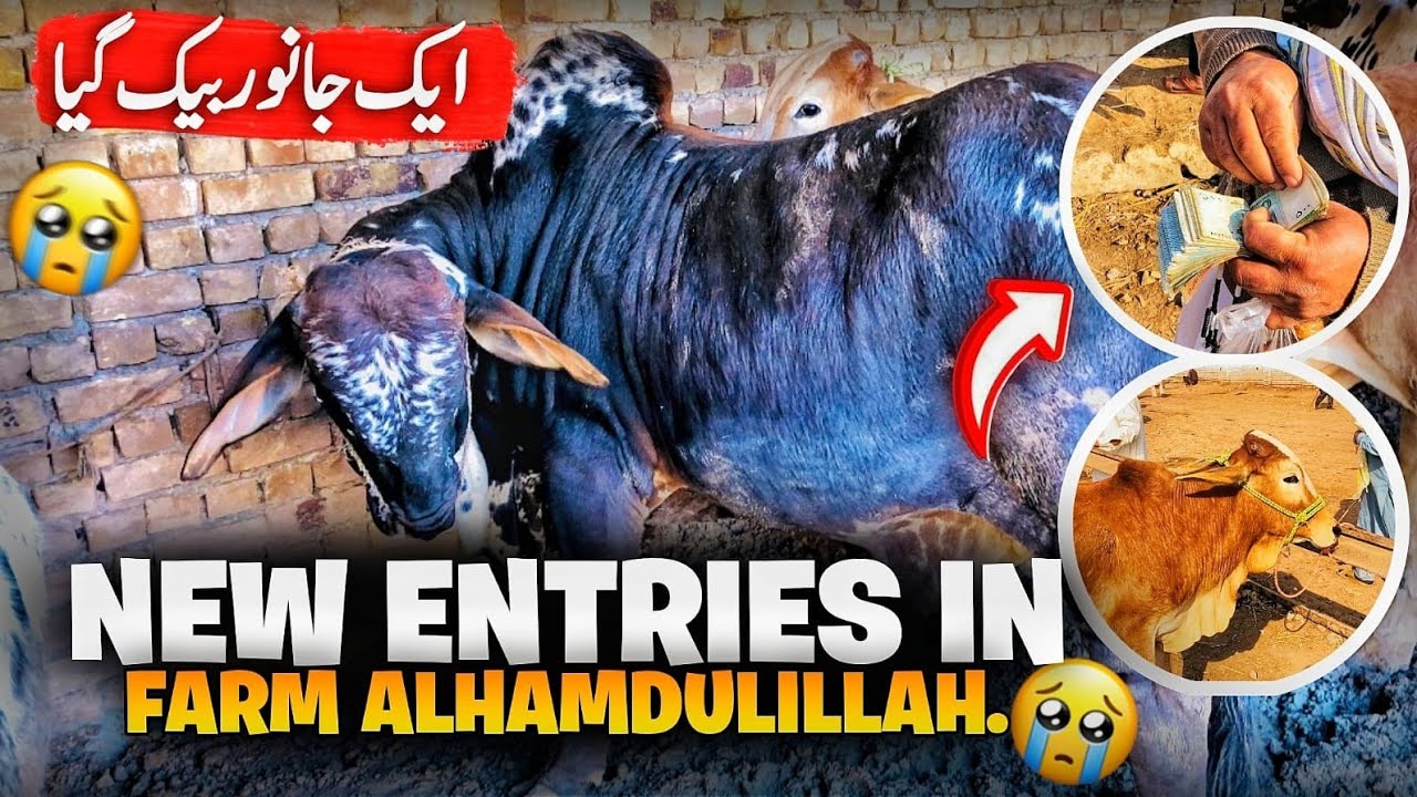 Alhamdulillah New Entries🤲In Farm Aik Janwar Bech Diya Peshawar Kala Mandi Me Cow Mandi 2026