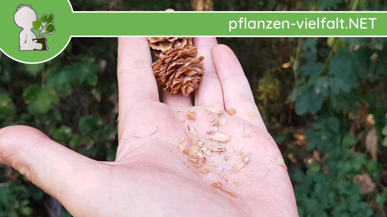Europäische Lärche - Früchte/Samen - 24.08.18 (Larix decidua) - Baum (Früchte) Bestimmung