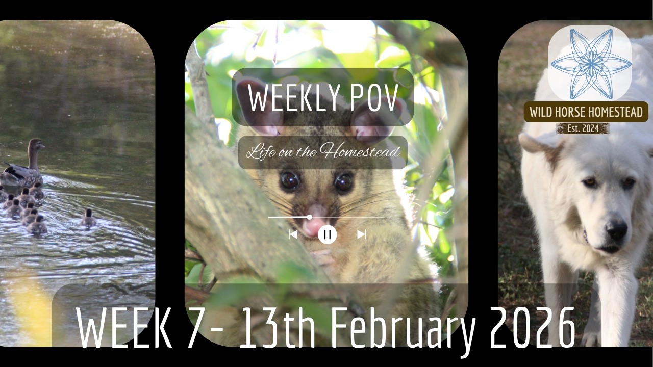 🌿 POV at Wildhorse Homestead | Week 7 – Baby Ducklings, Lemon Myrtle & a Cheeky Possum