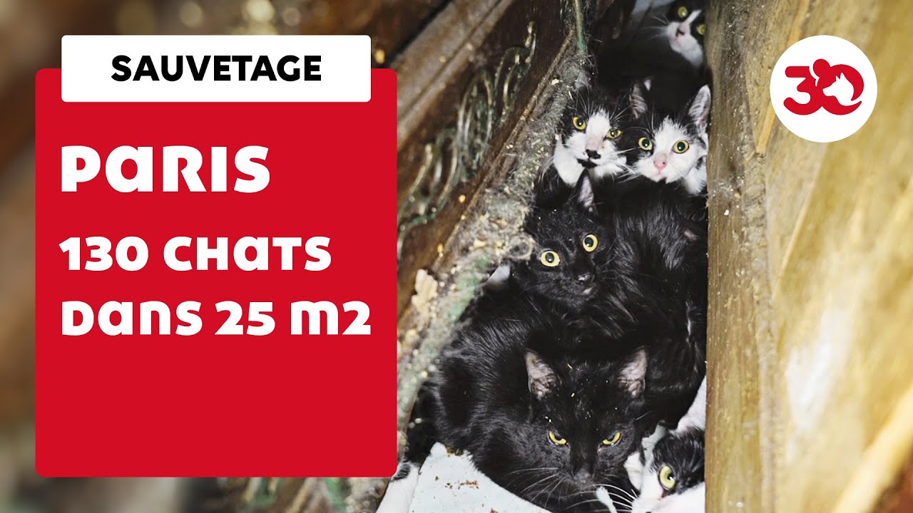 130 chats dans un appartement parisien !