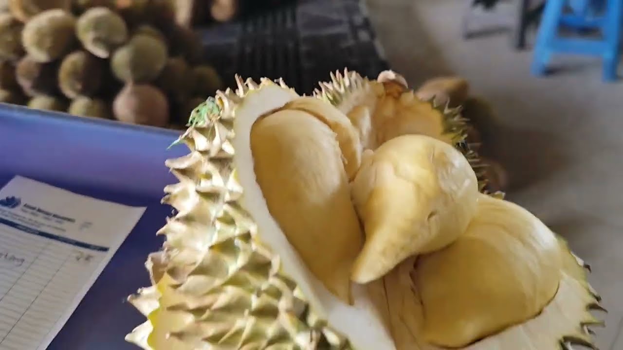 Menikmati Durian Montong Palu