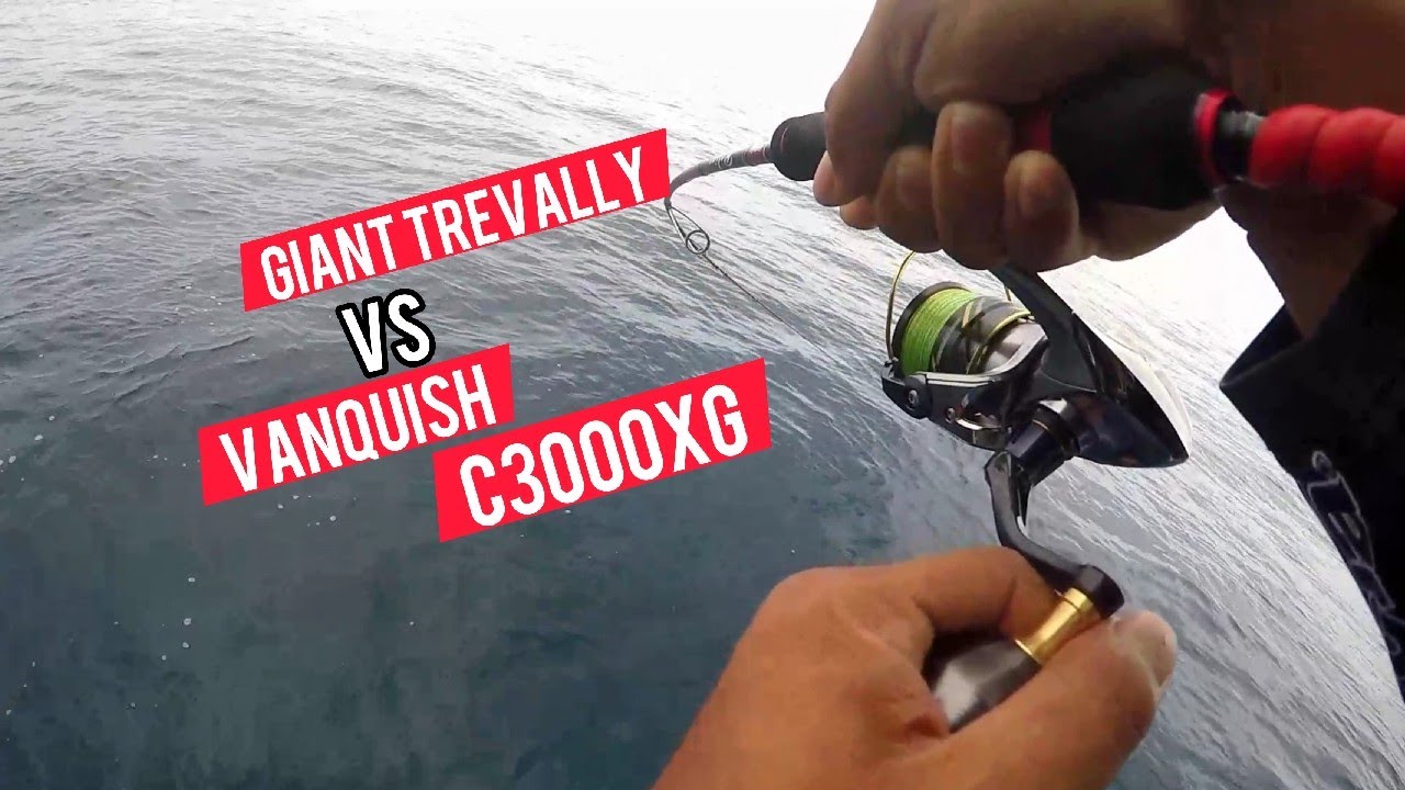 Shimano vanquish c3000xg vs Giant travally makan siang
