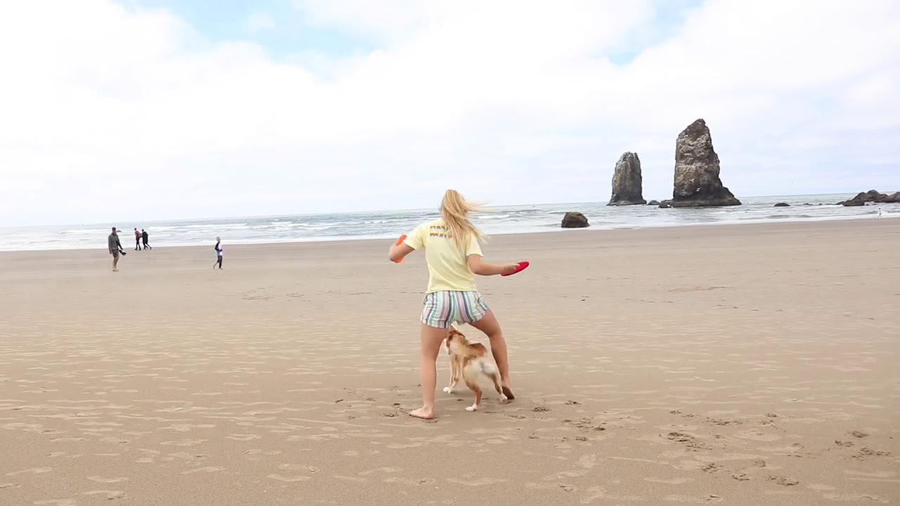 Having fun on Cannon Beach 🌟 English Shepherd dog tricks freestyle