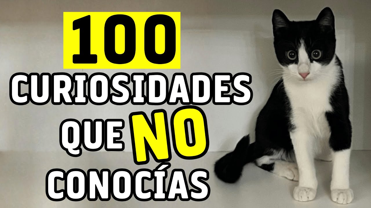 100 curiosidades de los gatos que no conocías