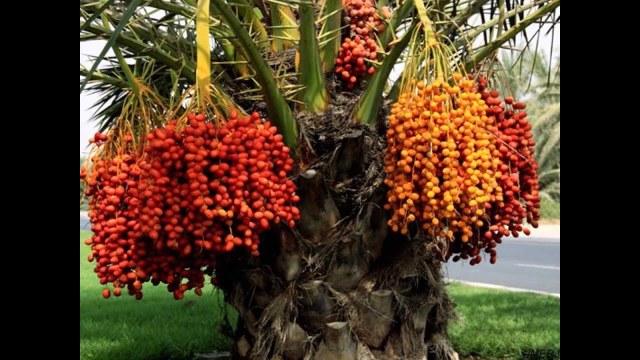 Dates Benefits For Human Body or Khajur Ke Faide hamare Jism Ke Liyae