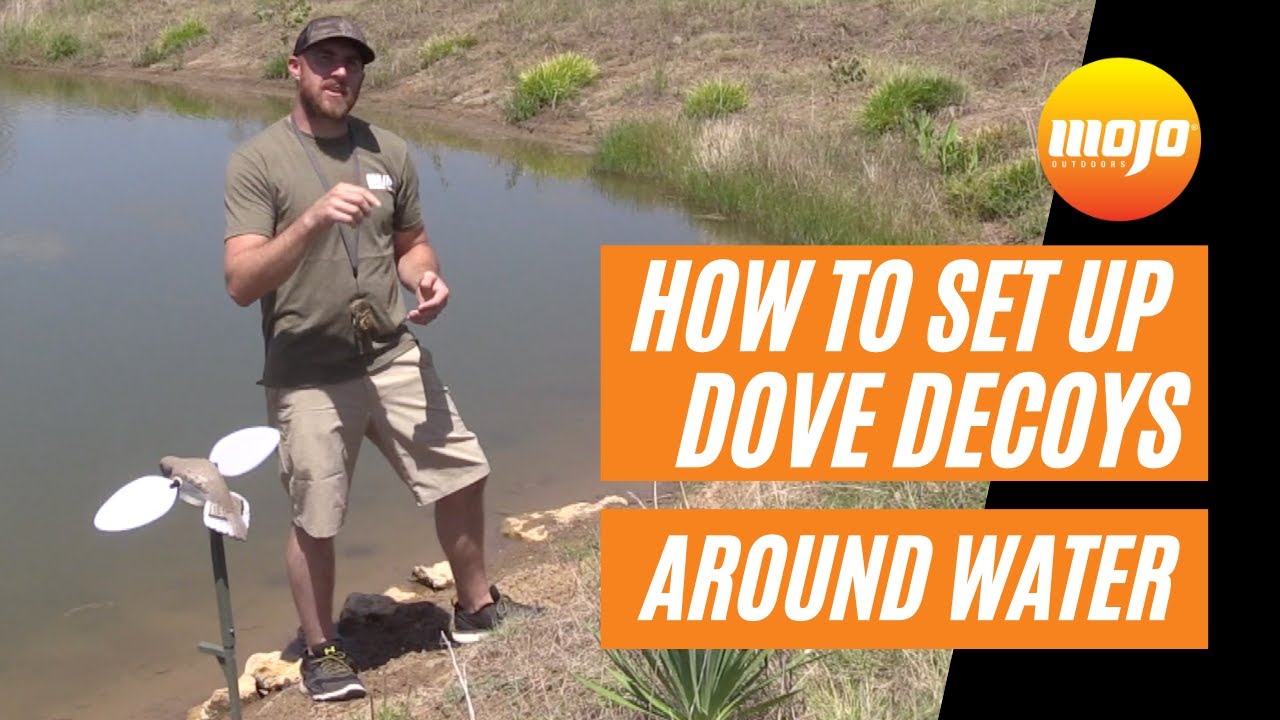 How To Set Up MOJO Dove Decoys Around Water
