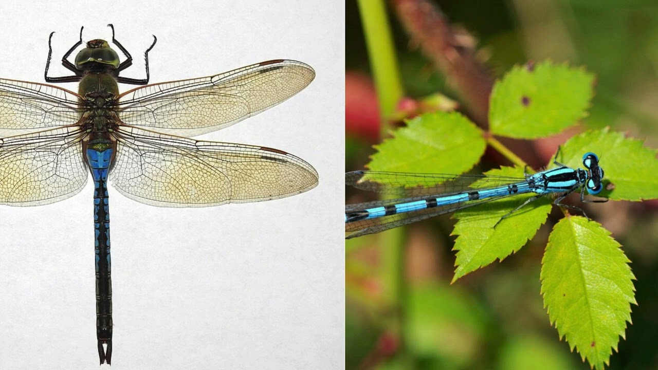 Odonata (Background music). #insects 