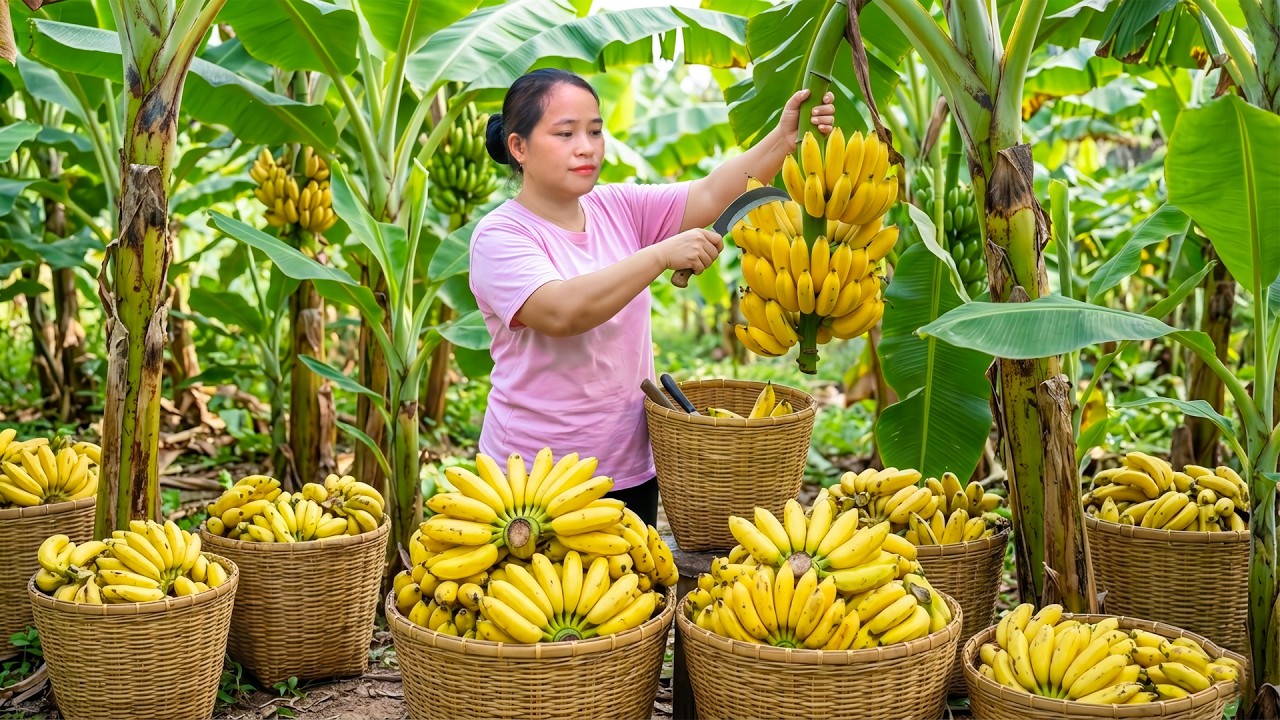 完熟バナナ収穫🍌唐辛子漬けタケノコを市場販売｜仕事後の簡単ランチ🍲