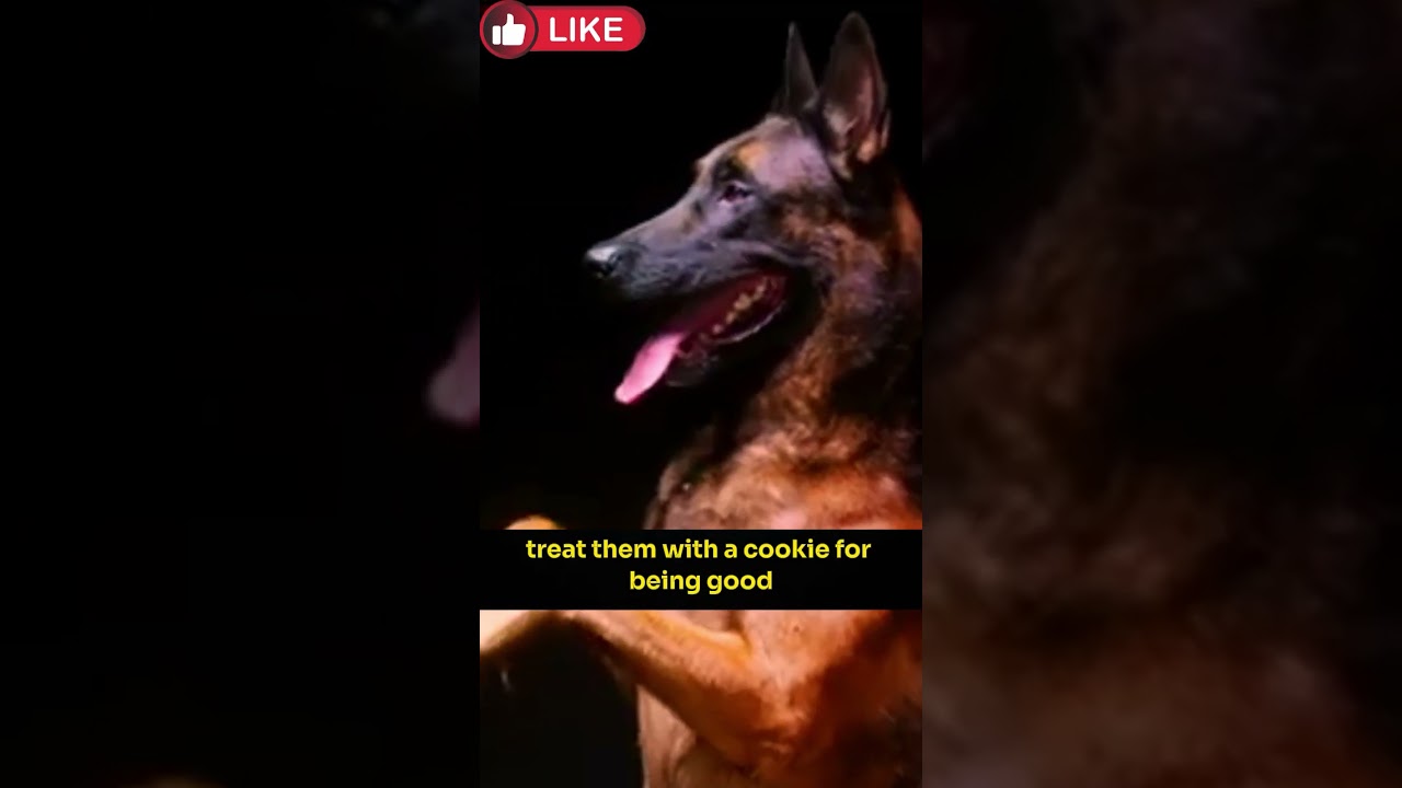 Best Disciplined Dogs Ever! 🤯 