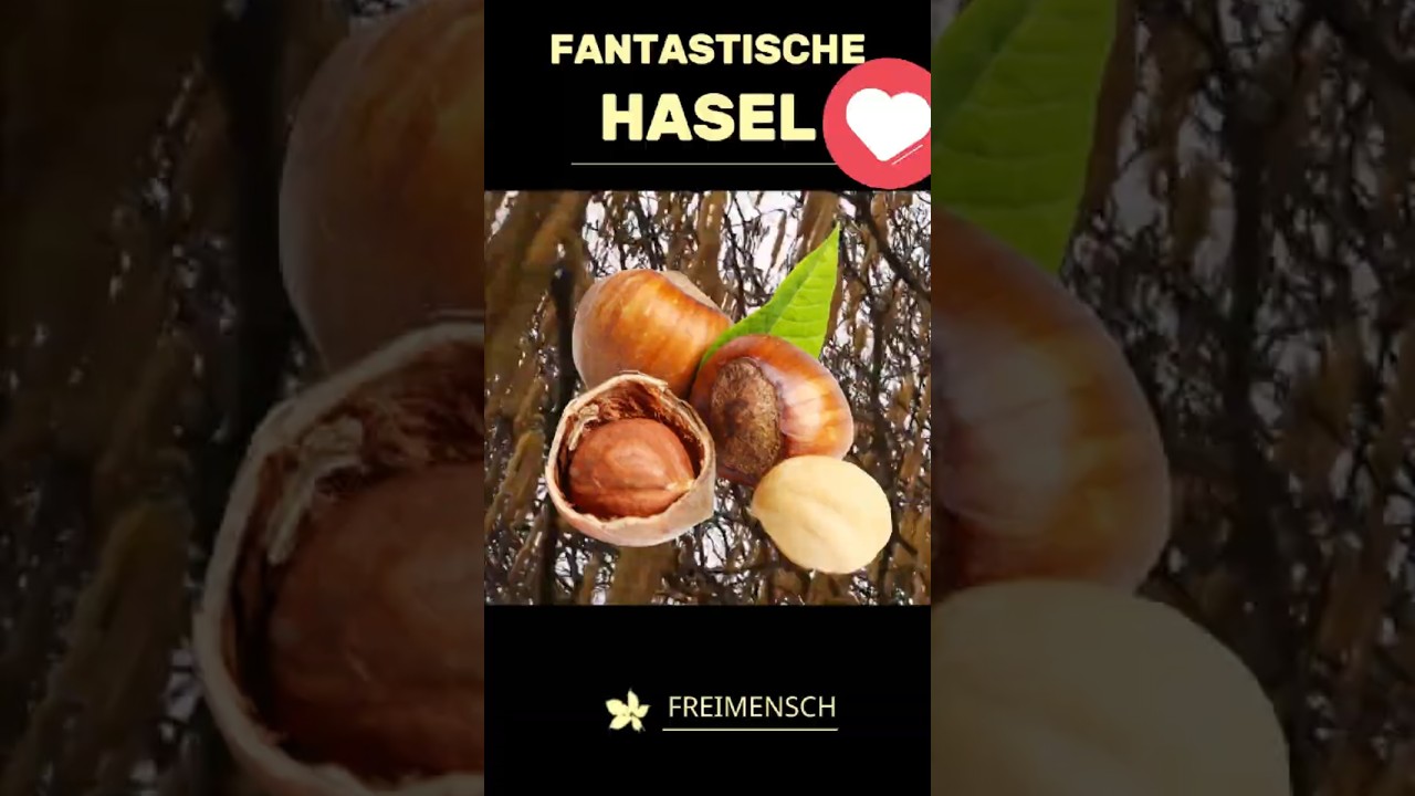 Die magische Hasel – Ein Schatz im Frühling