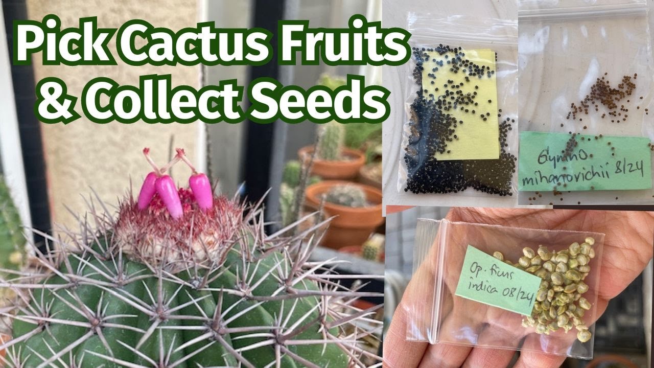 Collecting Cactus Fruits and Cactus Seeds