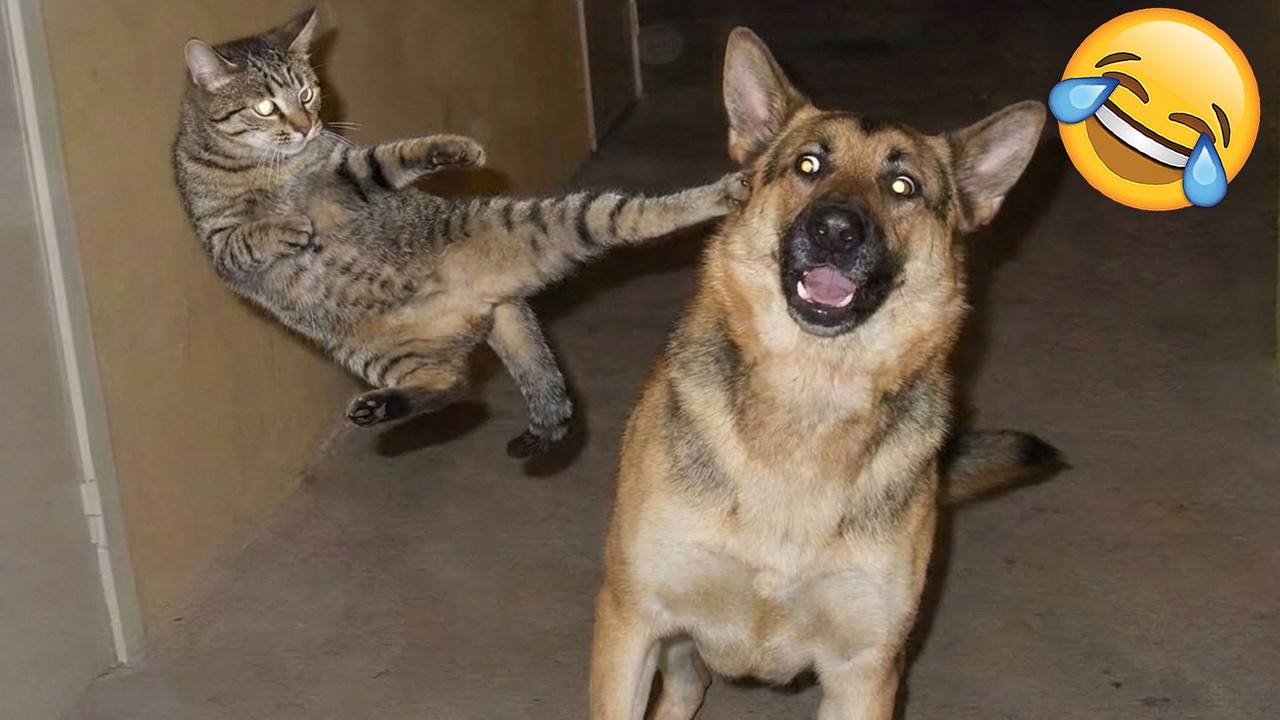 Кто смеется, тот проигрывает 😜 Самые смешные кошки и собаки 2026 года 😼🐶 Часть 5