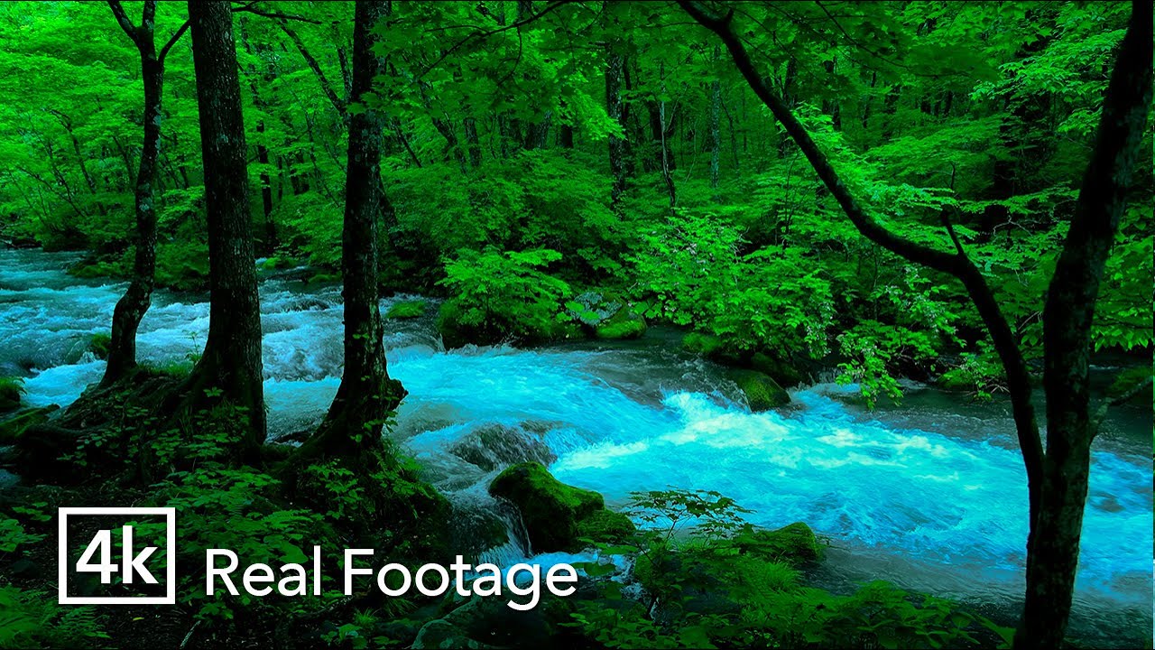 10 Hours of Flowing Forest Stream Sounds for Sleep | Real Nature Audio (No Music)
