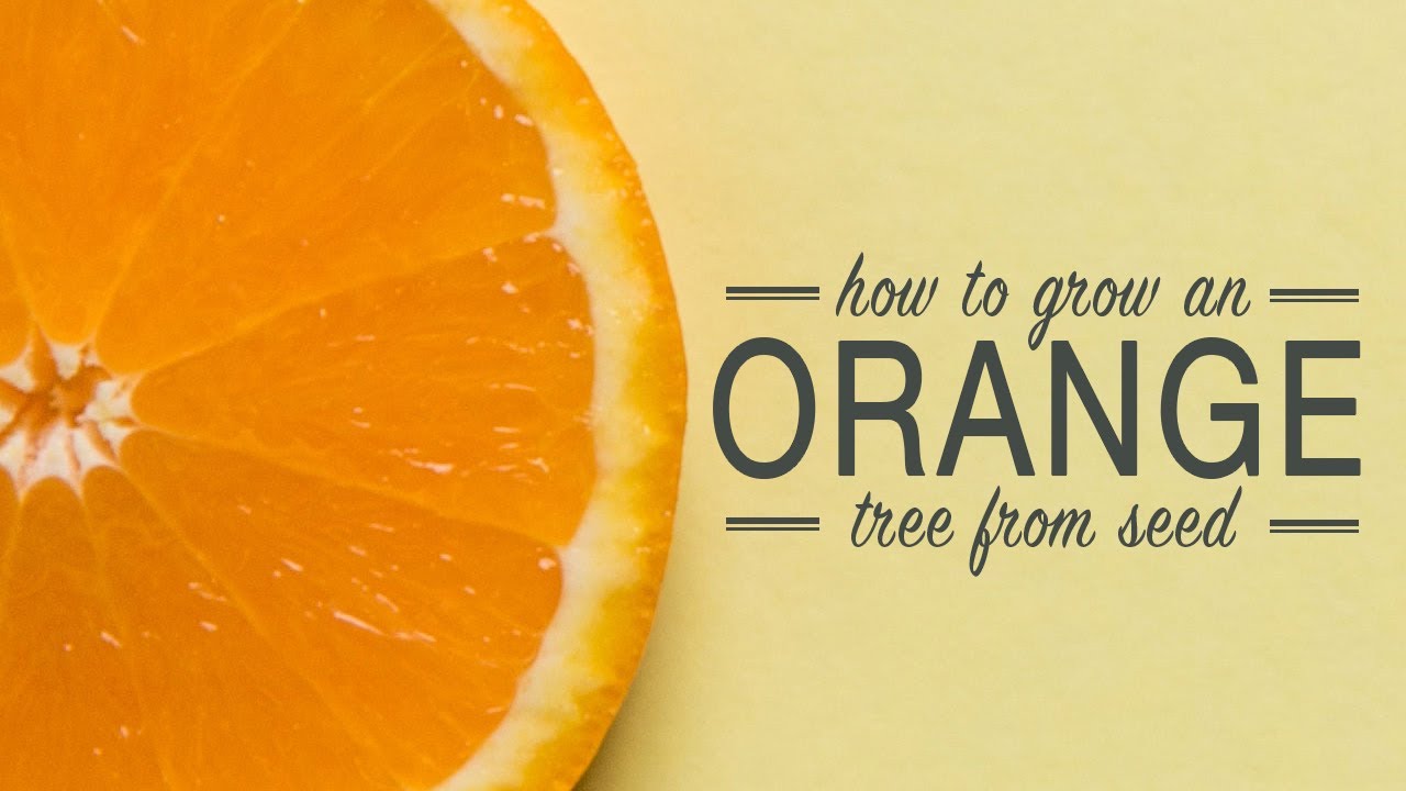 How to Grow an Orange Tree from a Seed
