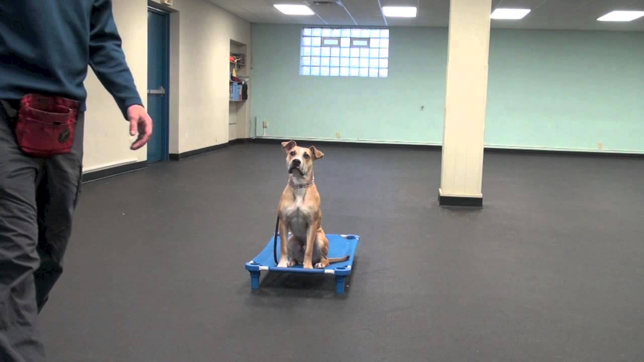 Introduction To The Place Command | Tyler Muto Dogmanship