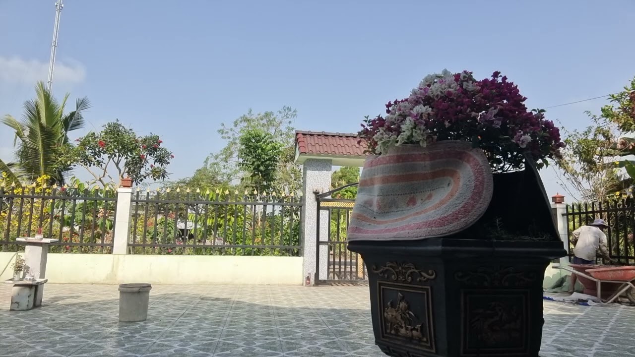 Buoi sang que toi mung 6 tet quay canh xung quanh nha may cay mai no hoa 