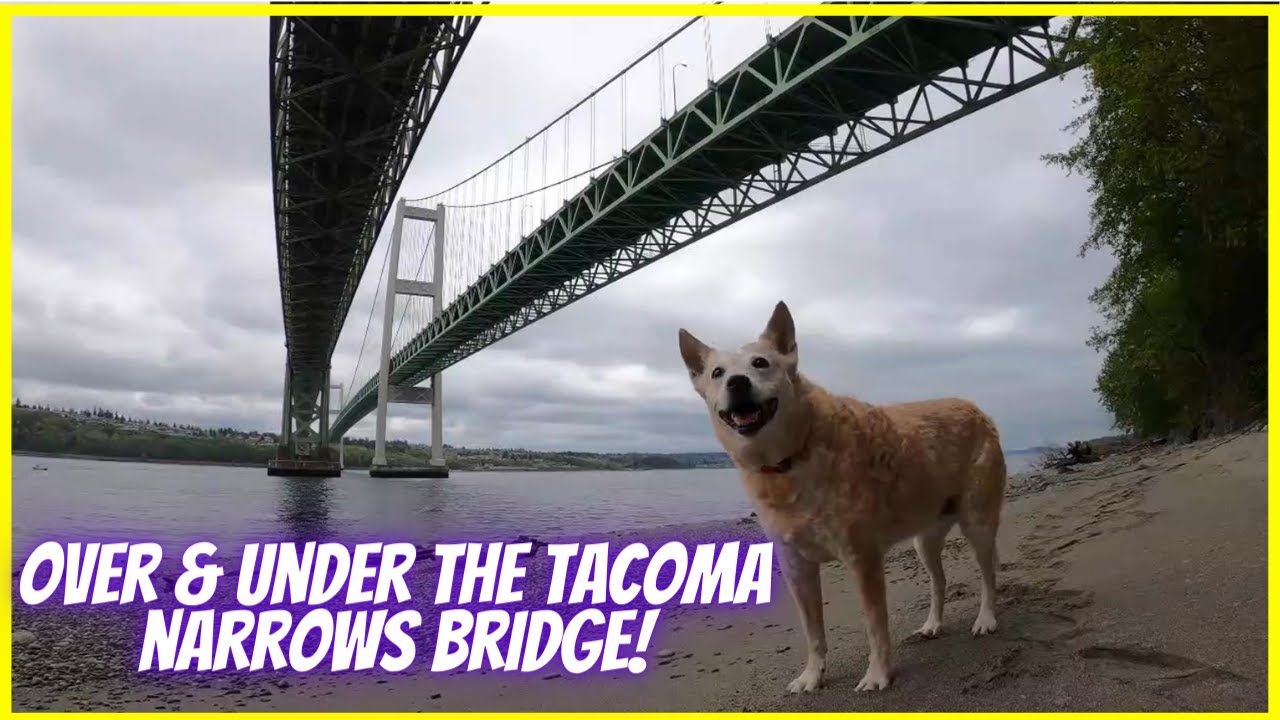 Dog Walking the Tacoma Narrows Bridge / Relaxing Music & Nature Dog Walk