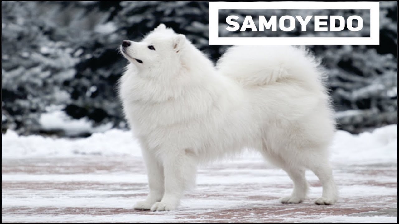 El Samoyedo el perro ruso por ecxelencia, conoce sus caracteristicas mas importantes
