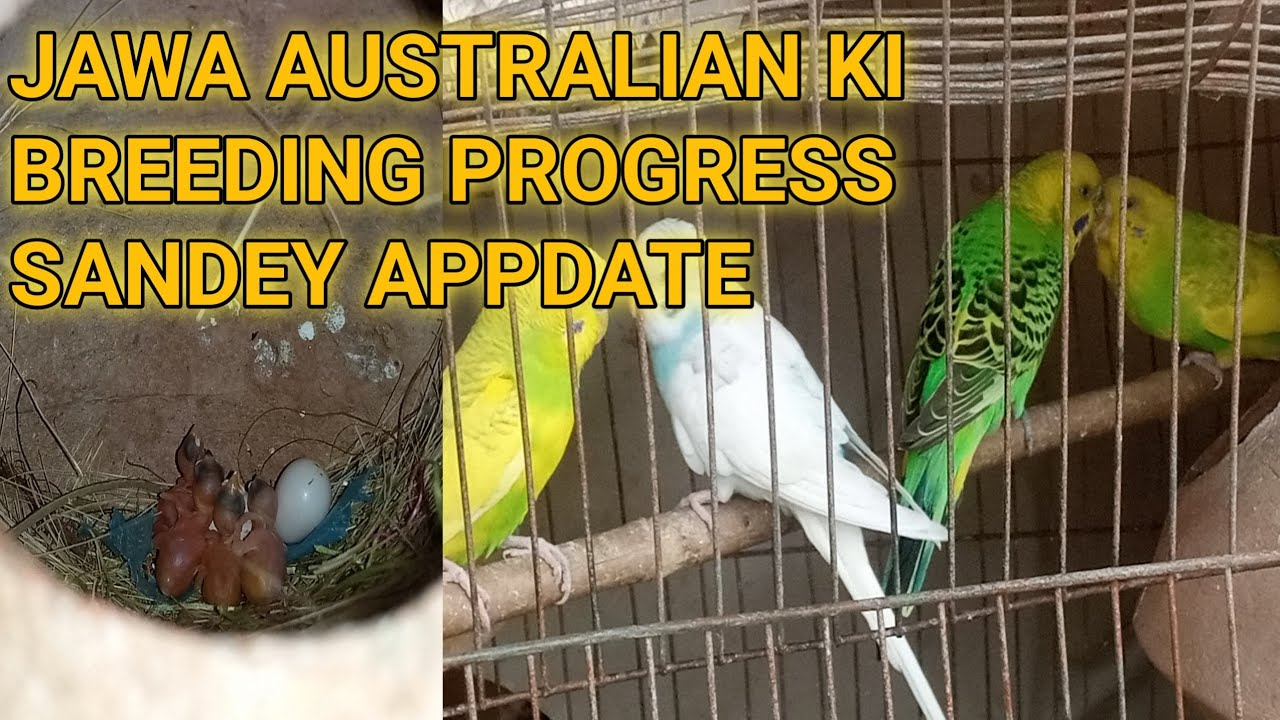 JAWA AUSTRALIAN Breeding progress 