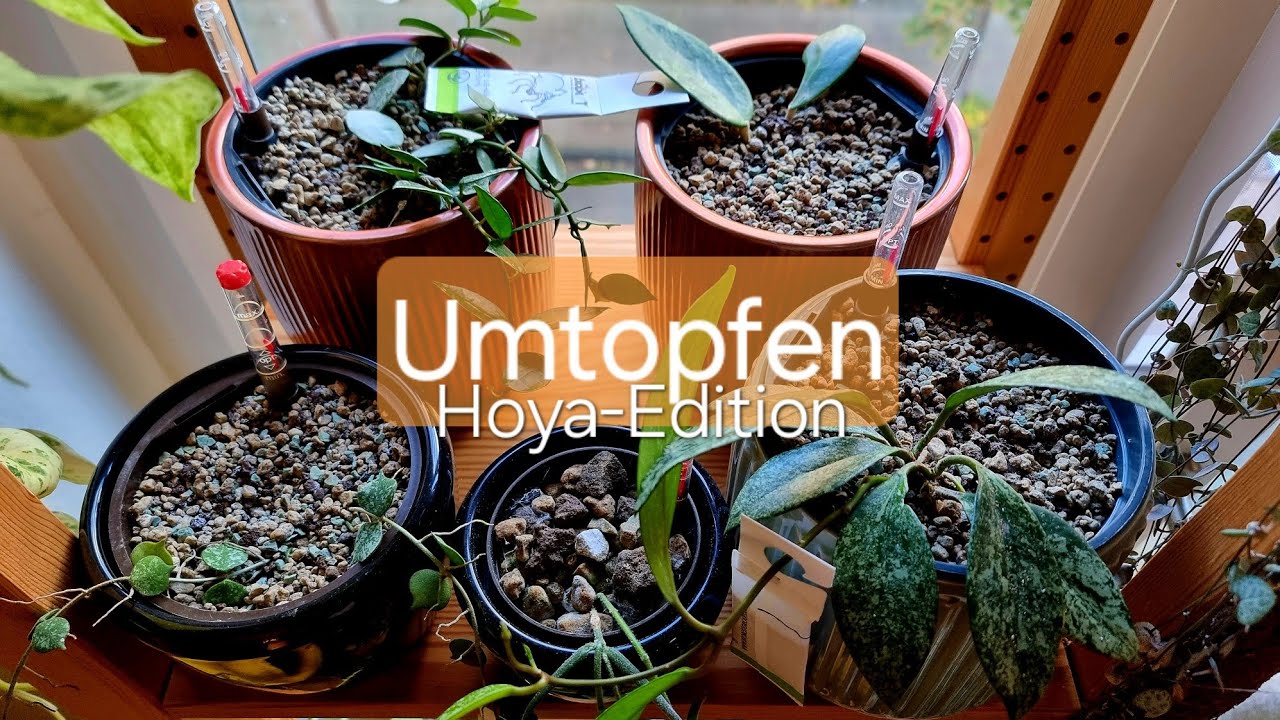 Umtopfen Hoya-Edition - mineralisches Substrat  und Selbstbewässerung 🪴💧und Real Talk