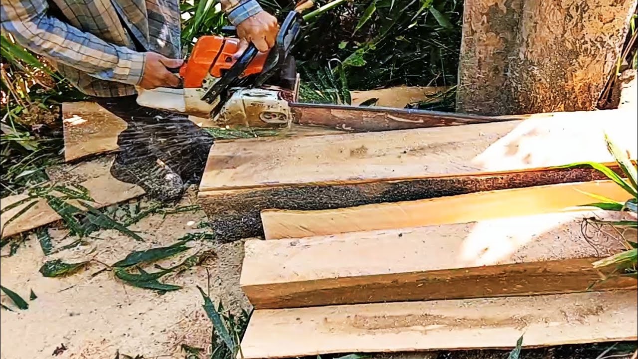 Teak Tree Cuting By Fastest Stihl Machine Chainsaw🔥