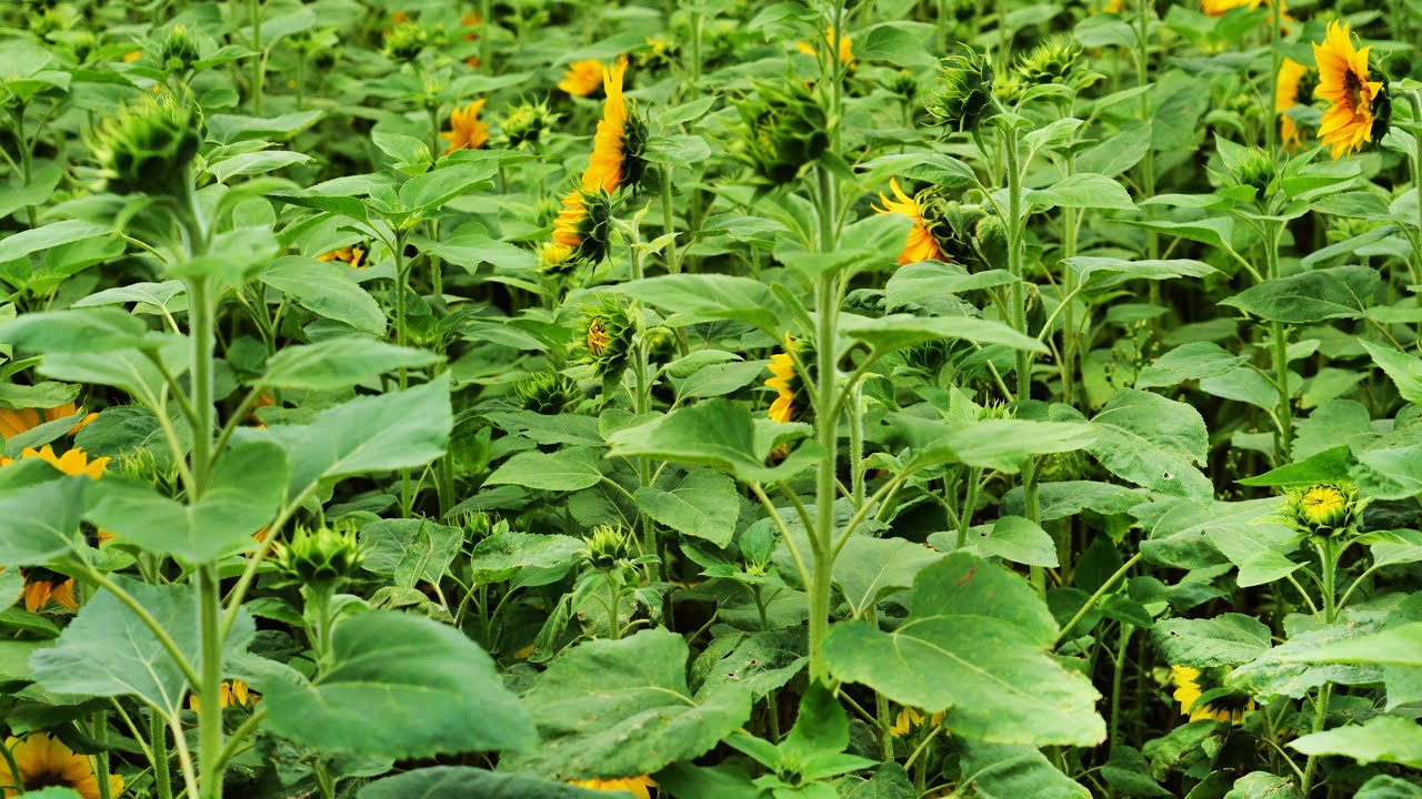 向日葵/Sunflower