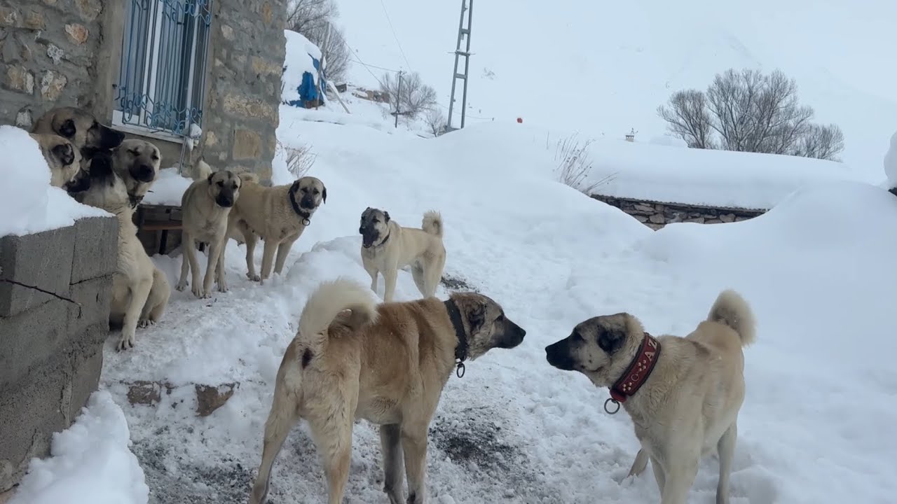 PAŞA KİME BULAŞTIĞINI ANLADIĞINDA ÇOK GEÇ OLACAK ZALOŞKİ DÜNYAYA DÖNDÜ